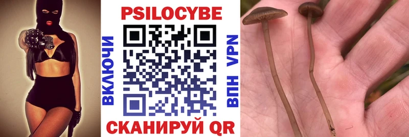 Галлюциногенные грибы Psilocybe  Цоци-Юрт 